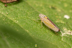 Graphocephala aurora