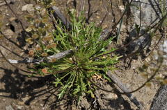 Teesdalia coronopifolia