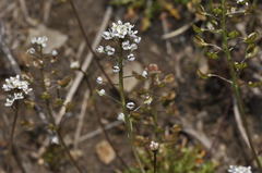Teesdalia coronopifolia
