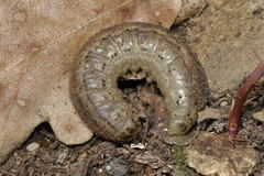 Agrotis trux