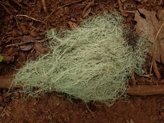 Usnea barbata