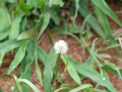 Cyperus cristatus