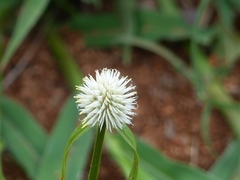 Cyperus cristatus