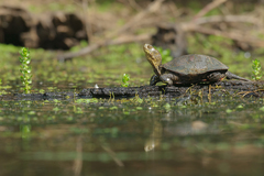 Emys orbicularis