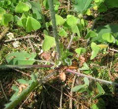 Hieracium sylvularum