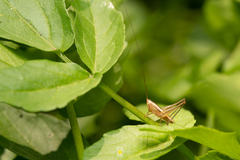 Conocephalus leptopterus