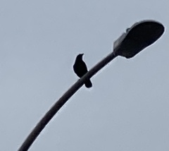Corvus brachyrhynchos