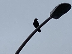 Corvus brachyrhynchos