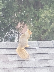 Sciurus niger