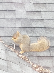 Sciurus niger