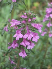 Pedicularis macrochila