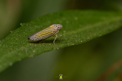 Graphocephala aurora