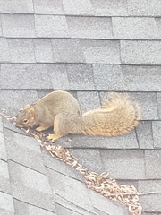 Sciurus niger