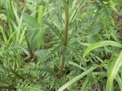 Pedicularis macrochila