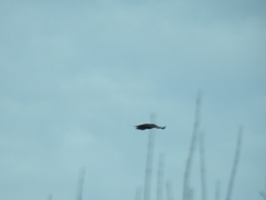 Corvus corone