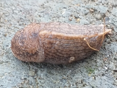Tandonia kusceri