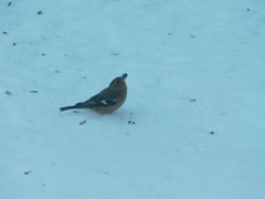 Fringilla coelebs