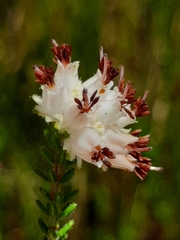Erica stylaris