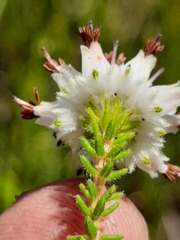 Erica stylaris