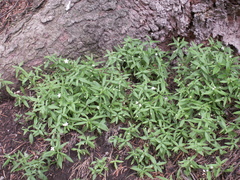 Moehringia umbrosa