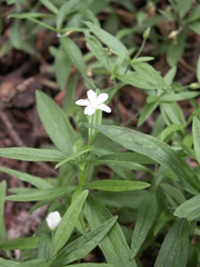 Moehringia umbrosa