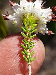 Erica stylaris
