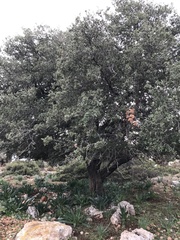 Quercus aucheri