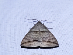 Perasia helvina