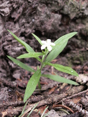 Moehringia umbrosa