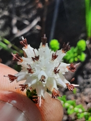 Erica stylaris