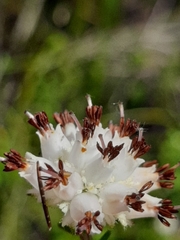 Erica stylaris