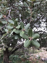 Quercus aucheri