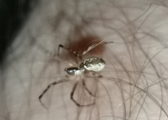 Pityohyphantes phrygianus