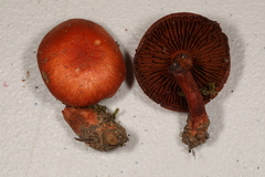Cortinarius harrisonii