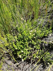 Erica stylaris