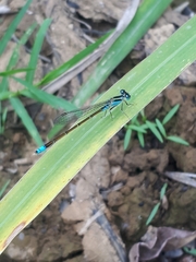 Ischnura fluviatilis