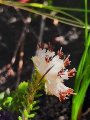 Erica stylaris