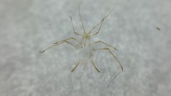 Uroleucon erigeronense