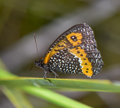 Pampasatyrus reticulata