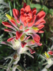 Castilleja foliolosa