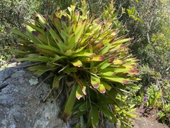 Vriesea philippocoburgi