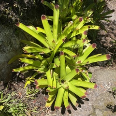 Vriesea philippocoburgi
