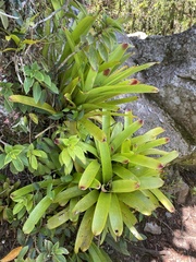 Vriesea philippocoburgi