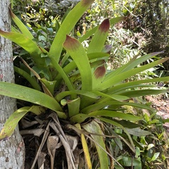Vriesea philippocoburgi