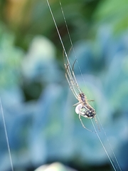Leucauge