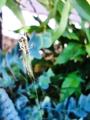 Leucauge