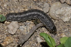 Agrotis trux