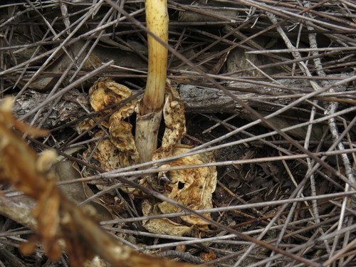 Image of Satyrium candidum by (c) Jeremy Gilmore, some rights reserved (CC BY)