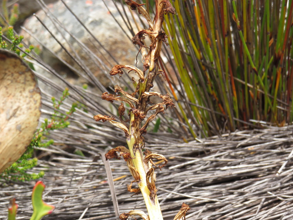 Satyrium candidum