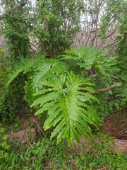 Thaumatophyllum bipinnatifidum